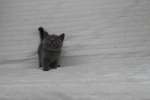 koty brytyjskie niebeiskie krótkowłose-Rysiu (13)