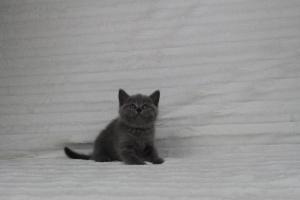 koty brytyjskie niebeiskie krótkowłose-Rysiu (17)