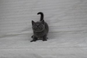 koty brytyjskie niebeiskie krótkowłose-Rysiu (18)