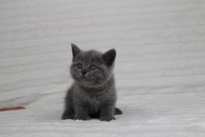 koty brytyjskie niebeiskie krótkowłose-Rysiu (2)