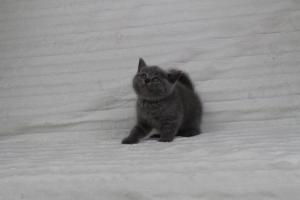 koty brytyjskie niebeiskie krótkowłose-Rysiu (24)