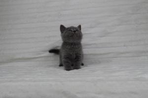 koty brytyjskie niebeiskie krótkowłose-Rysiu (28)