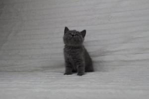 koty brytyjskie niebeiskie krótkowłose-Rysiu (8)