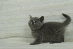 koty brytyjskie niebeiskie krótkowłose-Roma (12)