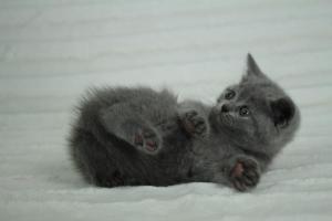koty brytyjskie niebeiskie krótkowłose-Roma (8)