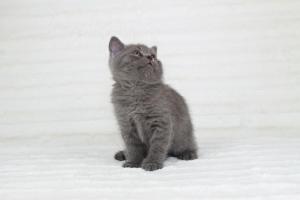 koty brytyjskie niebieskie krótkowłose Pepe (1)