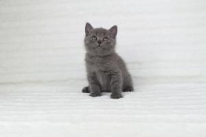 koty brytyjskie niebieskie krótkowłose Pepe (10)