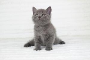koty brytyjskie niebieskie krótkowłose Pepe (19)