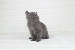 koty brytyjskie niebieskie krótkowłose Pepe (2)