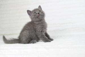 koty brytyjskie niebieskie krótkowłose Pepe (23)