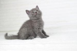 koty brytyjskie niebieskie krótkowłose Pepe (24)
