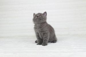 koty brytyjskie niebieskie krótkowłose Pepe (3)