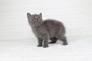 koty brytyjskie niebieskie krótkowłose Pepe (6)