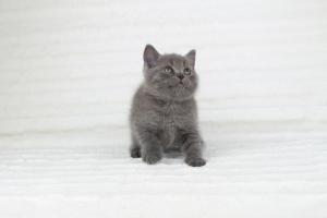 koty brytyjskie niebieskie krótkowłose Pepe (7)